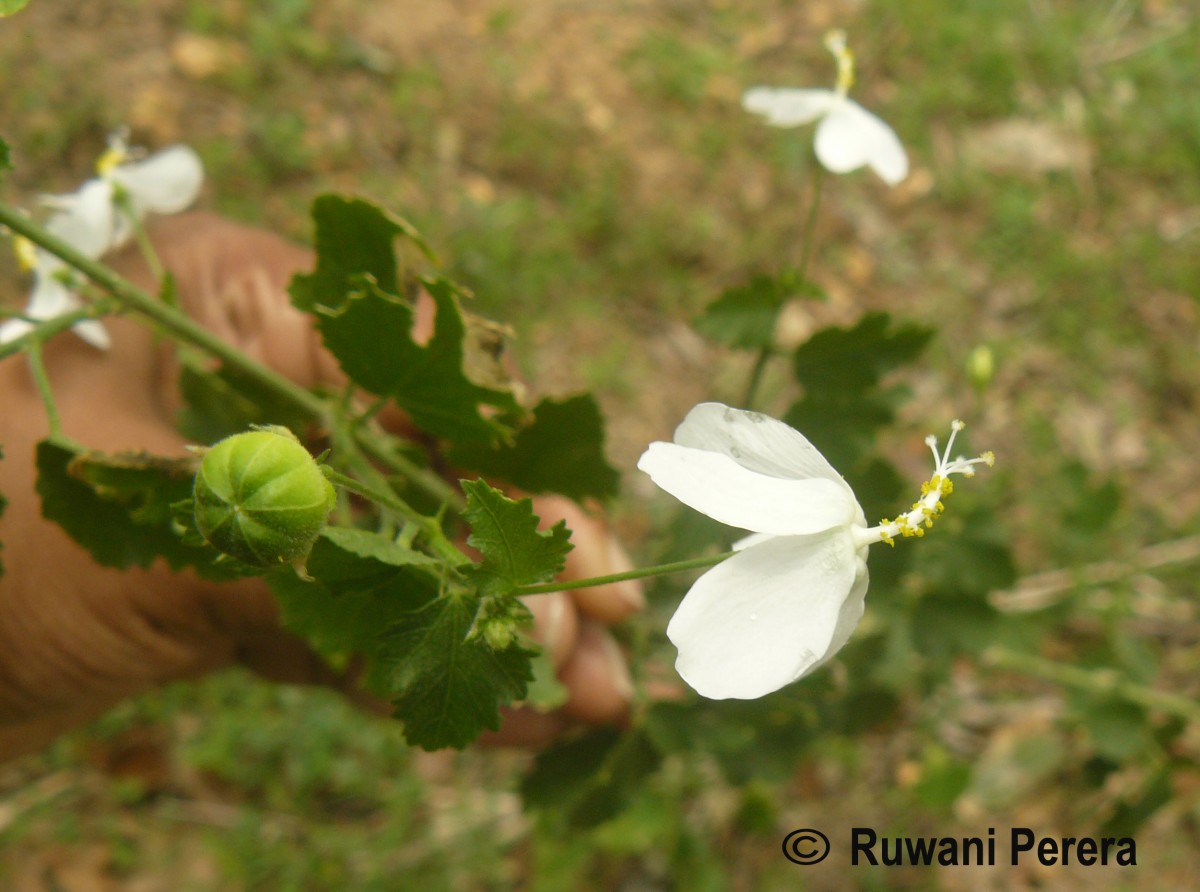 Hibiscus micranthus L.f.